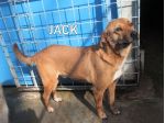 Jack