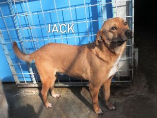 Jack