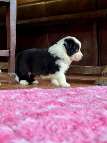 Vendesi Border collie di alta genealogia - Foto 6