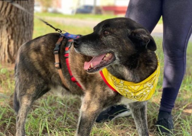 Igor per 10 anni tenuto da solo in una campagna - Foto 7