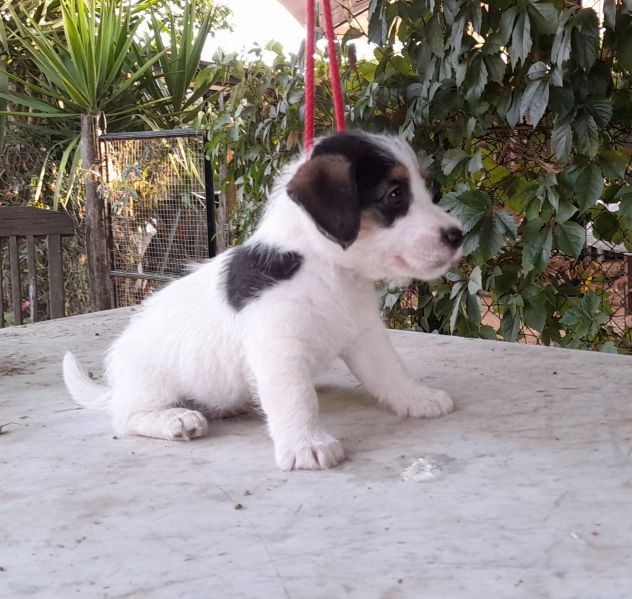 Jack Russell Terrier Broken Ruvido cuccioli - Foto 5