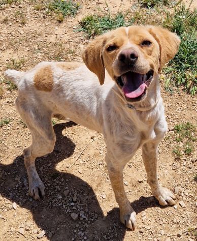 BRENDA DOLCEZZA ALLO STATO PURO...IN CANILE! - Foto 4