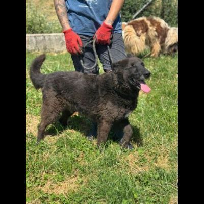 ALBERTO LUPETTO IN MINIATURA, CANE IN ADOZIONE TAGLIA MEDIO CONTENUTA - Foto 10