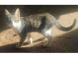 ANNUNCIO GATTINI IN REGALO