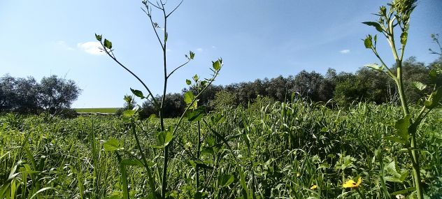 Laurentina - Monte Migliore 2 terreni (Edificabile e agricolo). Imperdibili !!! - Foto 2