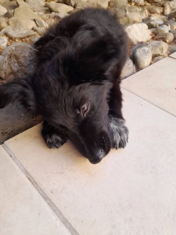 Cucciola - Foto 2
