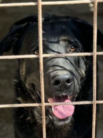 TRONKY UN GIOIOSO COCCOLONE: CANE IN ADOZIONE 1 ANNO - Foto 4