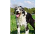 DRAGO, 9 ANNI, INCROCIO SPINONE. BASTA CANILE PER DRAGO!!!