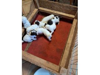 Cuccioli di Lagotto Romagnolo