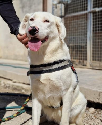 Blanche da cucciola vive in canile