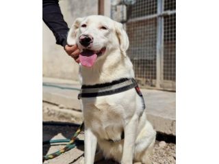 Blanche da cucciola vive in canile