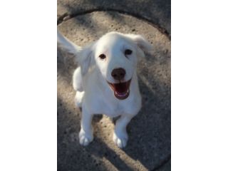 Molly, cucciola cerca famiglia