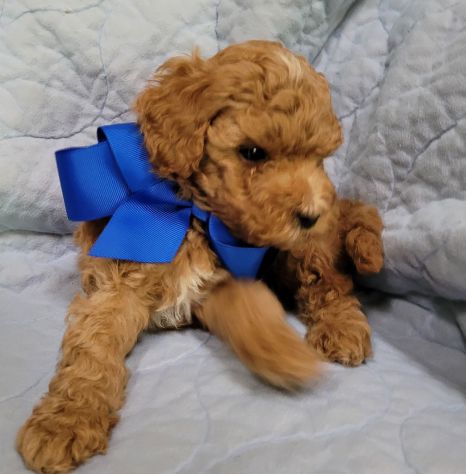 Bellissimi Cuccioli di Labradoodle - Foto 2