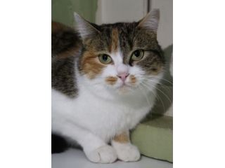 BRUSCHETTA, micia timidina
