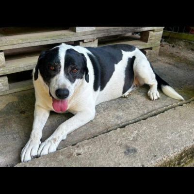 MILKA LA TENEREZZA FATTA CANE, CANE IN ADOZIONE