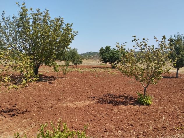 Terreno agricolo in vendita a Casarano 12.000 mq - Foto 7