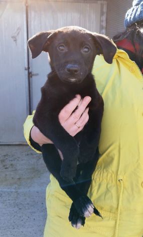 Moreno cucciolo in canile
