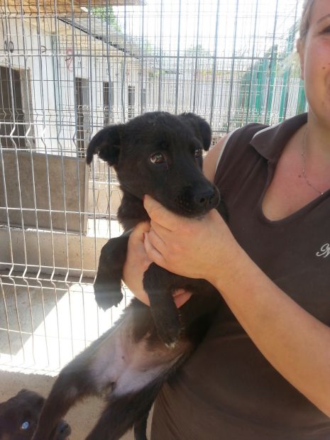 Cucciolini in cerca di casa - Foto 2