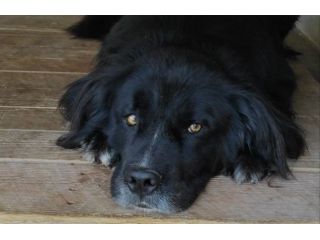 CANE IN ADOZIONE: NADAL