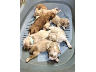 Maltipoo cuccioli italiani di prima generazione