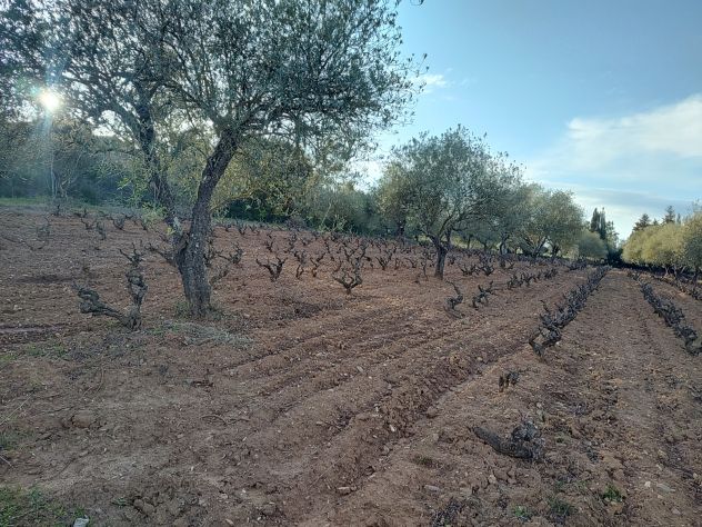 Vendesi Tenuta Agricola di 4 Ettari con Casa e Fabbricati a Siurgus Donigala - Foto 5