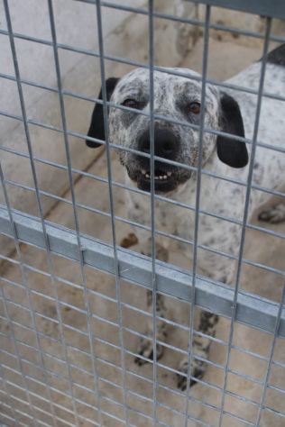 BUCANIERE 4 ANNI TAGLIA GRANDE IN CANILE - Foto 3