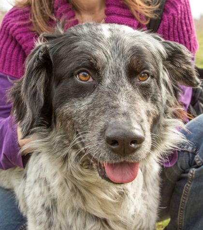 ASSO, affettuosissimo cagnolino - Foto 6