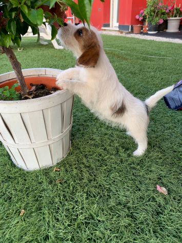 Jack Russell (con pedigree ENCI) - Foto 4