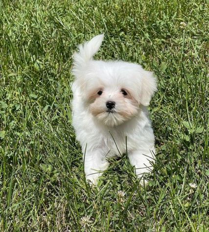maltese toy