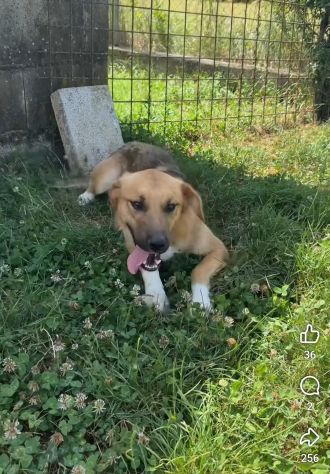 MOCKY CERCA UN AMICO AMOREVOLE CUCCIOLO IN ADOZIONE - Foto 6