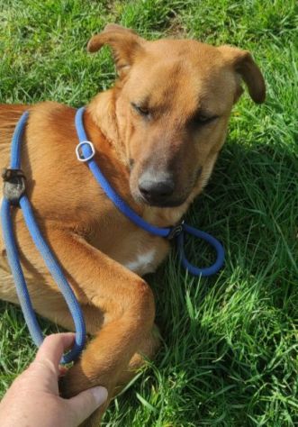 CAGNOLINO CERCA CASA - Foto 4