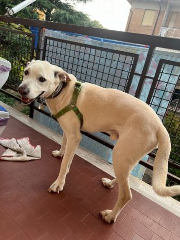 WHISKY 11anni bravo!Non possono più tenerlo URGENTE! - Foto 2