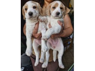 Artù e Daisy cuccioli