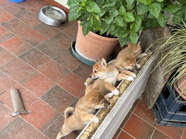 Cuccioli di Shiba Inu - Foto 5