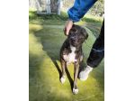 Apollo simil Amstaff