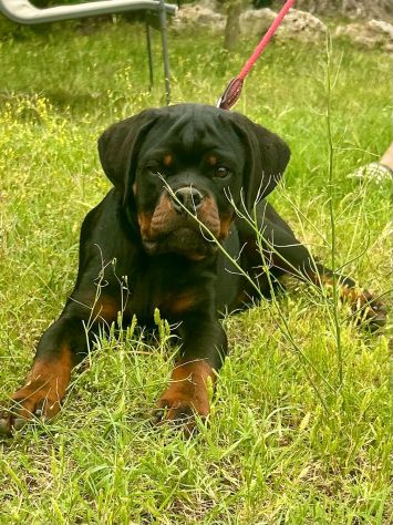 Vendesi cucciole femmine di Rottweiler - Foto 3