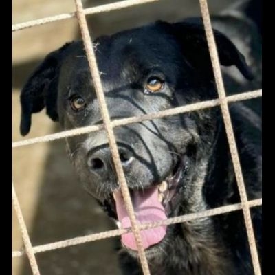 TRONKY UN GIOIOSO COCCOLONE: CANE IN ADOZIONE 1 ANNO - Foto 9