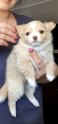 Chihuahua femmina - Foto 2