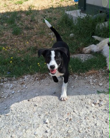 Sono Bobo e sono un cucciolo,sono bello anch'io non mi vedi? adotta non comprare - Foto 2