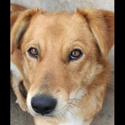 ZACK E FABER IN RECLUSIONE SENZA COLPA. CAGNOLINI IN ADOZIONE