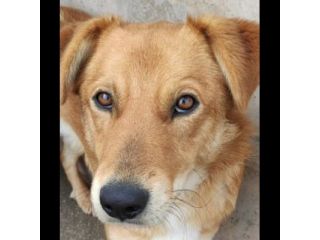ZACK E FABER IN RECLUSIONE SENZA COLPA. CAGNOLINI IN ADOZIONE