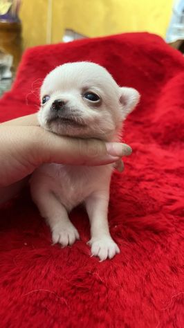 cuccioli chihuahua piccoli piccoli - Foto 2