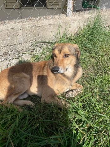UGOLINO DOCILE, GLI PIACE FARSI COCCOLARE CAGNOLINO IN ADOZIONE - Foto 4