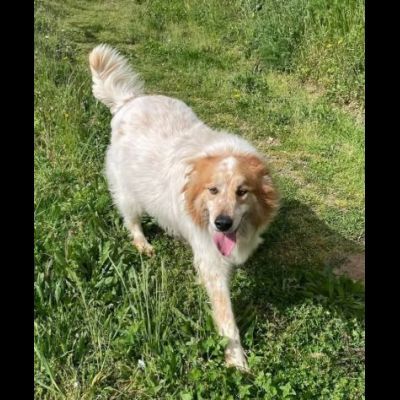 MATTIA ADORABILE CANE IN ADOZIONE - Foto 5