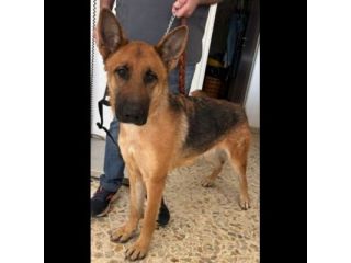 LUNA splendida PT, cane in adozione