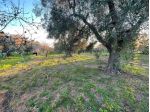 Agricolo in vendita a Carovigno