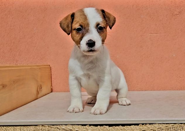 Cuccioli di Jack Russell - Foto 9
