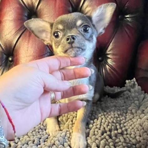 chihuahua toy - Foto 2