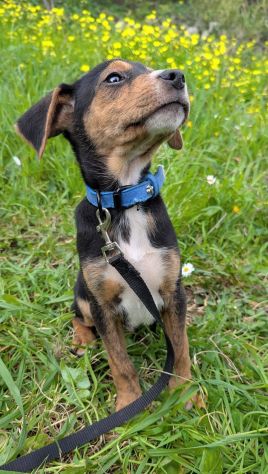 Albert, cucciolo meraviglia - Foto 2