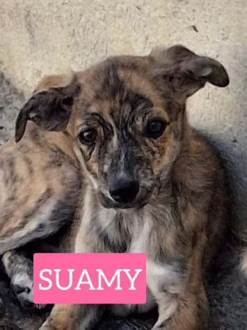 CUCCIOLI 3 MESI - Foto 4